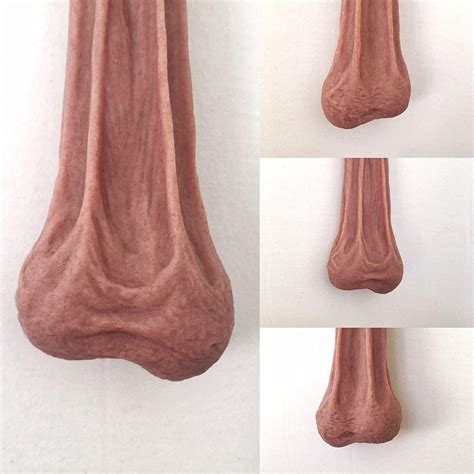 long cock pics|File:Large human penis.jpg